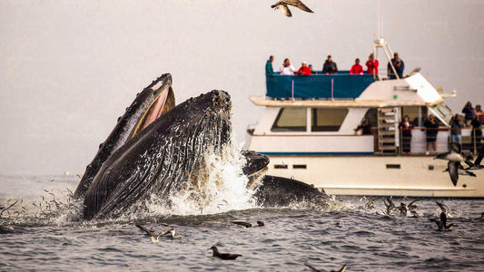 Whale Watching from Trincomalee Seaport on Shared Boat