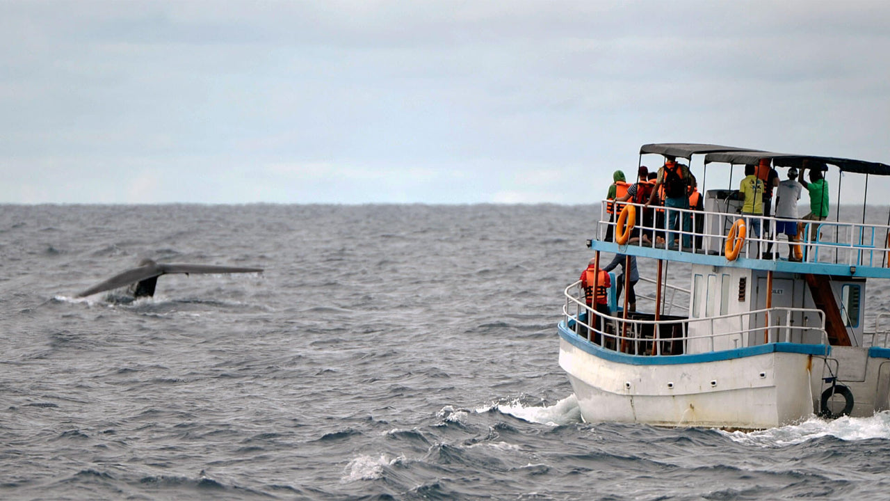 Observation des baleines au départ de Dikwella en bateau partagé