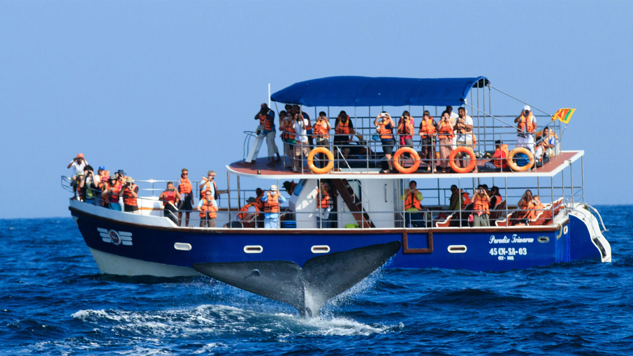 Observation des baleines au départ d'Unawatuna en bateau partagé