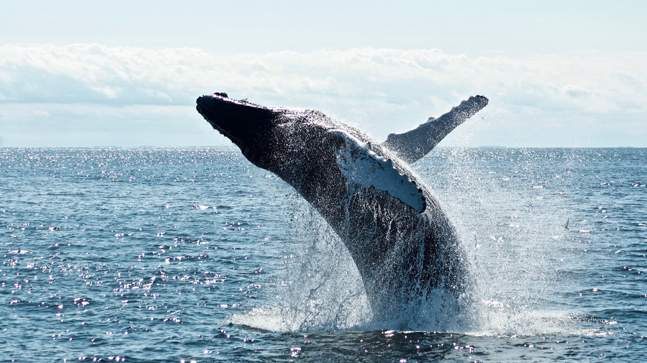 Observation des baleines au départ de Dikwella en bateau partagé