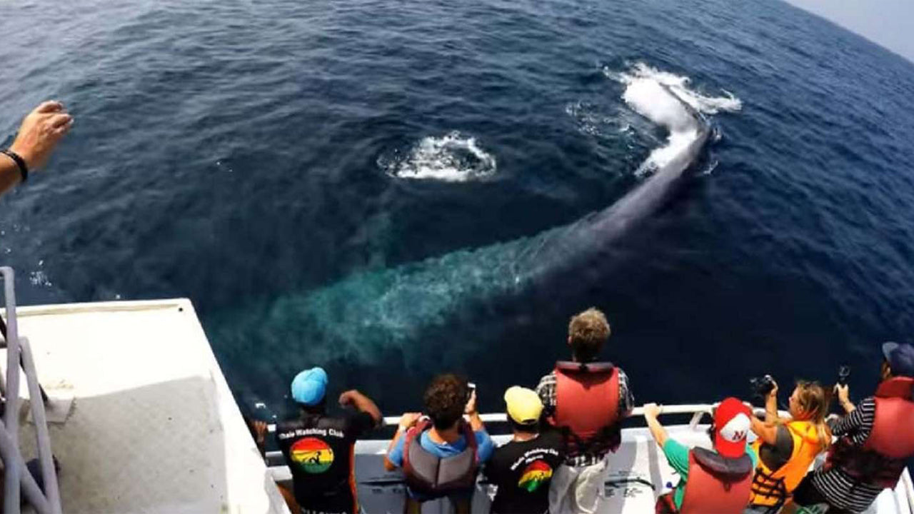 Observation des baleines au départ de Dikwella en bateau partagé