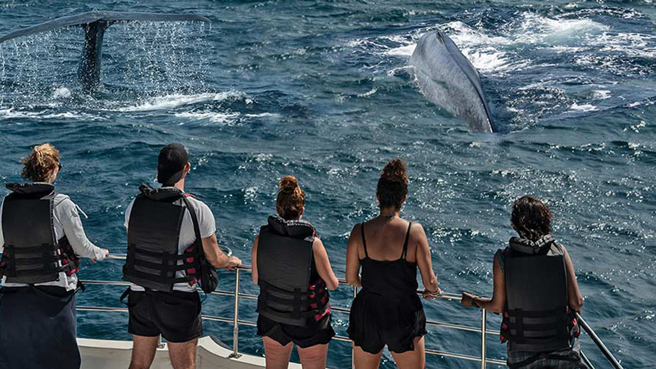 Observation des baleines au départ de Dikwella en bateau partagé