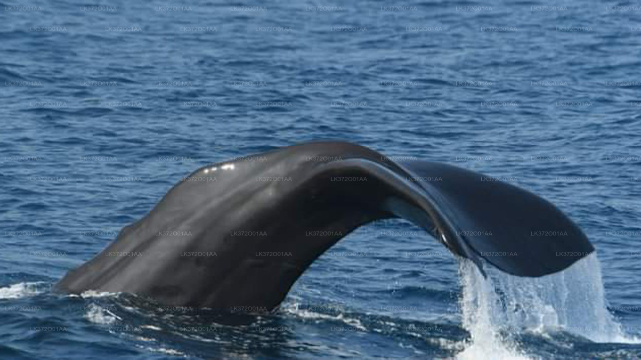 Observation des baleines au départ d'Hiriketiya en bateau partagé