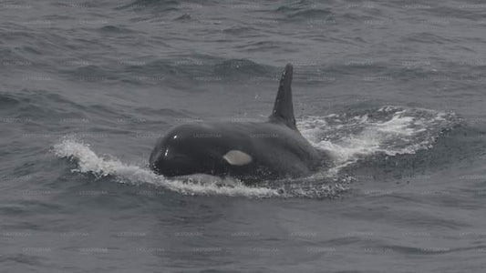 Excursion d'observation des baleines en yacht au départ de Trincomalee