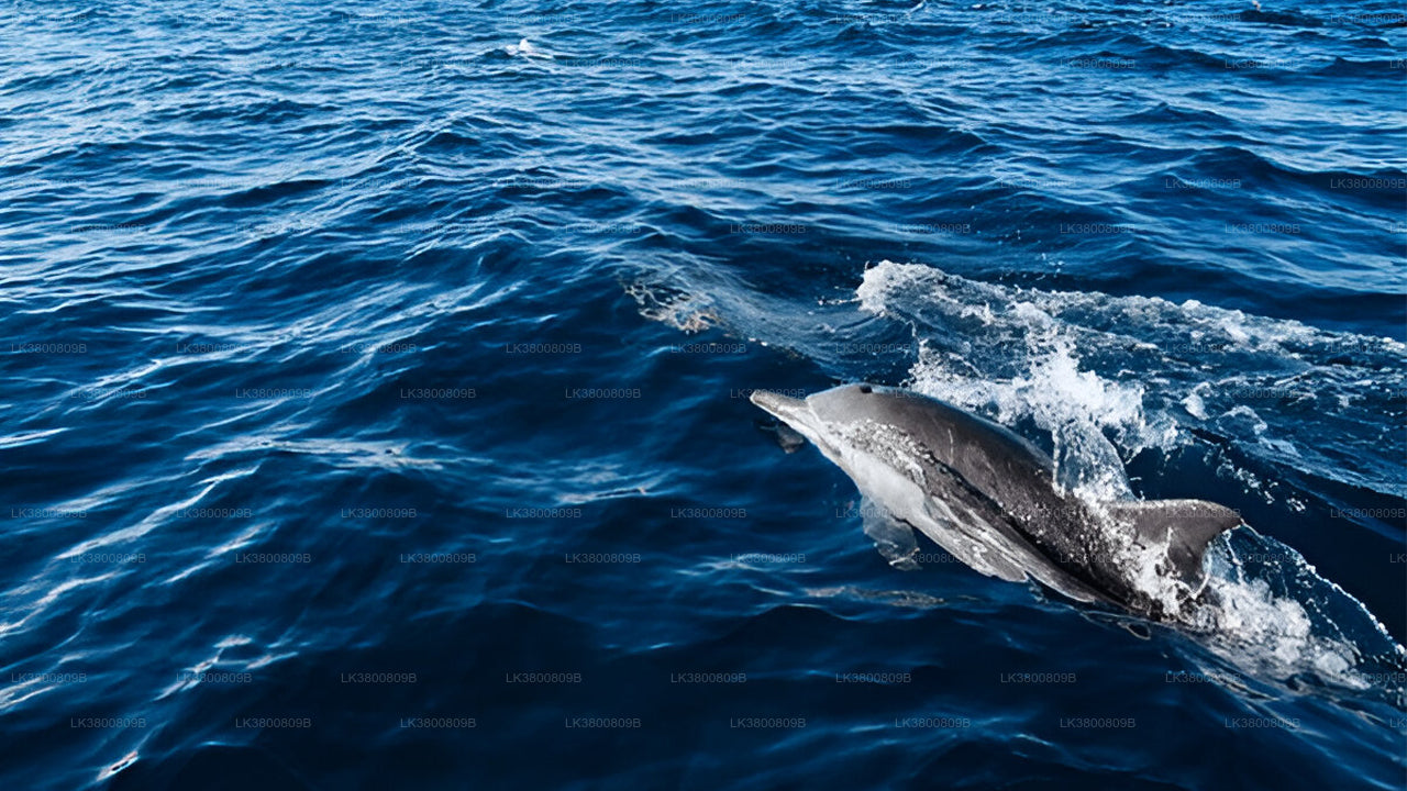 5-Hour Shared Dolphin Watching Cruise from Colombo