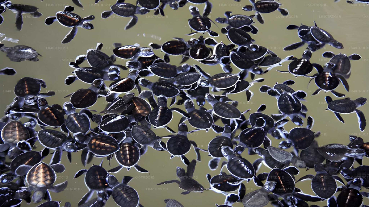 Transfert privé de Negombo à Hiriketiya avec arrêts touristiques