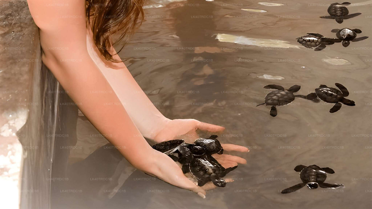 Transfert privé de Negombo à Hiriketiya avec arrêts touristiques