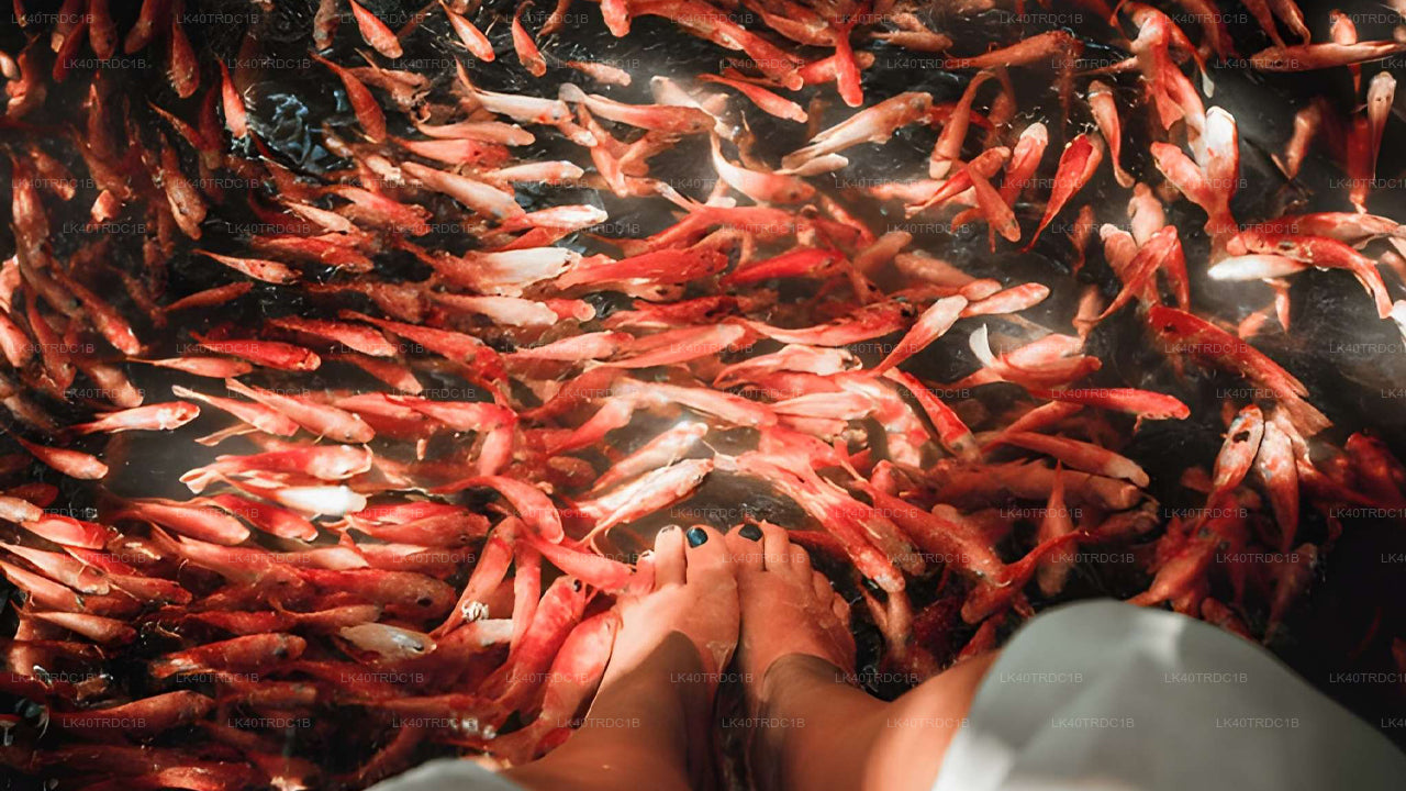 Transfert privé de Negombo à Hiriketiya avec arrêts touristiques