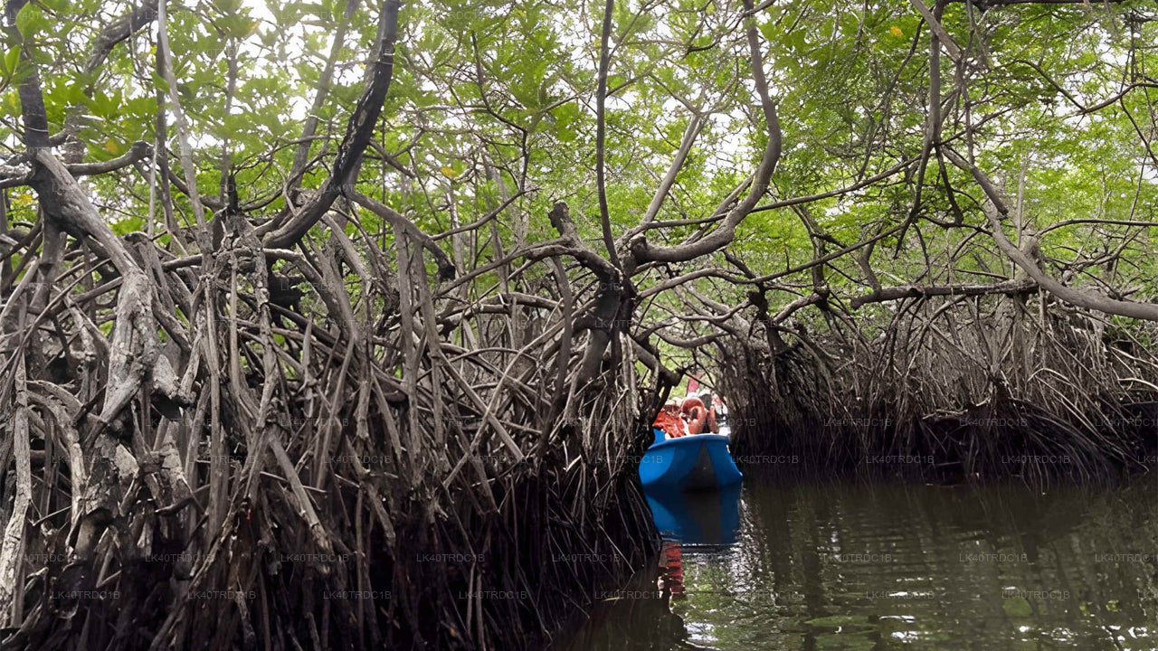 Transfert privé de Negombo à Hiriketiya avec arrêts touristiques
