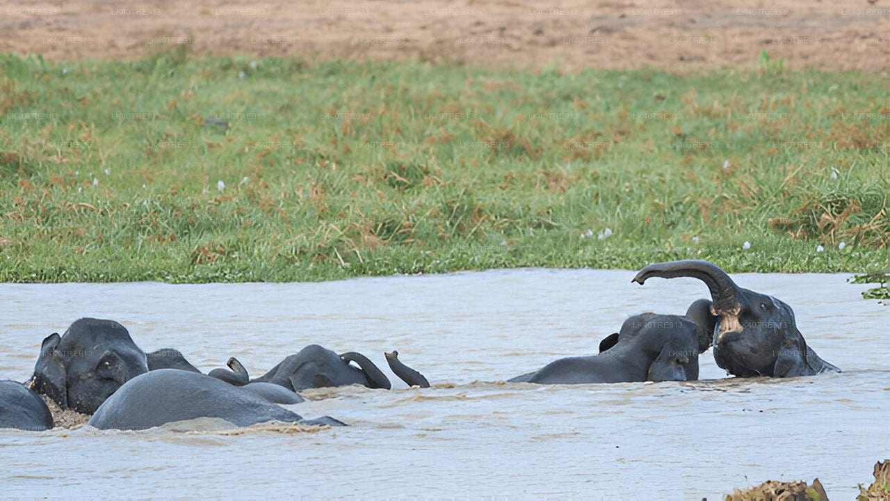 Visite privée de Sigiriya à Kandy avec Wasgamuwa Safari