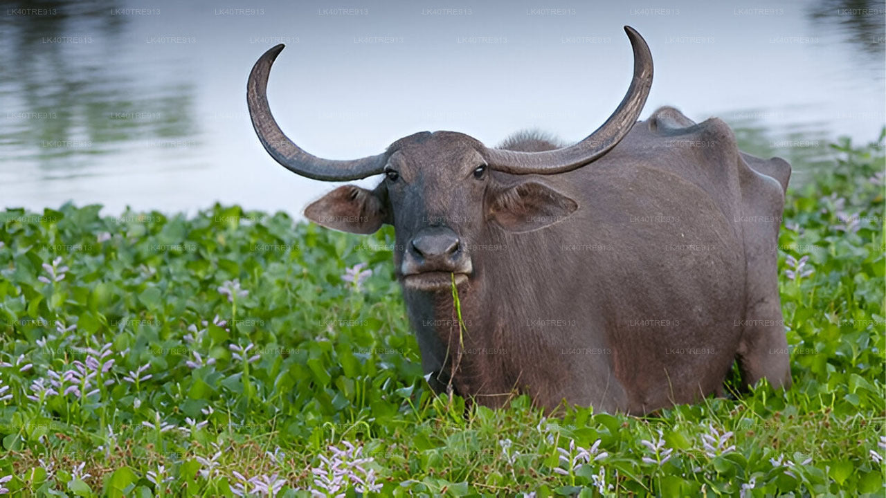 Visite privée de Sigiriya à Kandy avec Wasgamuwa Safari
