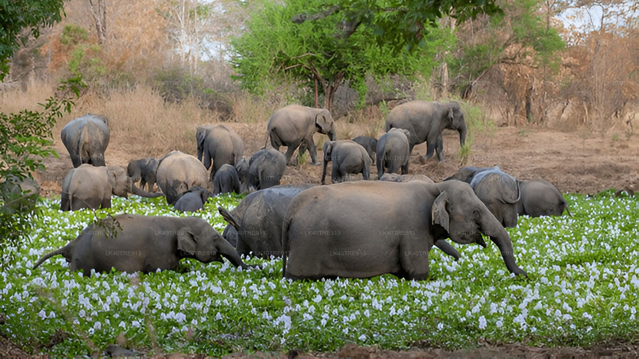 Visite privée de Sigiriya à Kandy avec Wasgamuwa Safari
