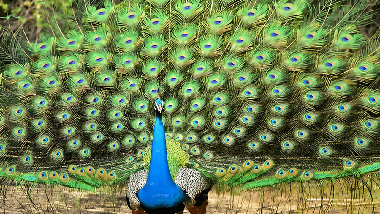 Visite privée de Sigiriya à Kandy avec Wasgamuwa Safari