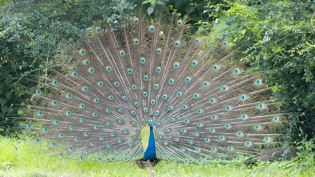 Visite privée de Sigiriya à Kandy avec Wasgamuwa Safari