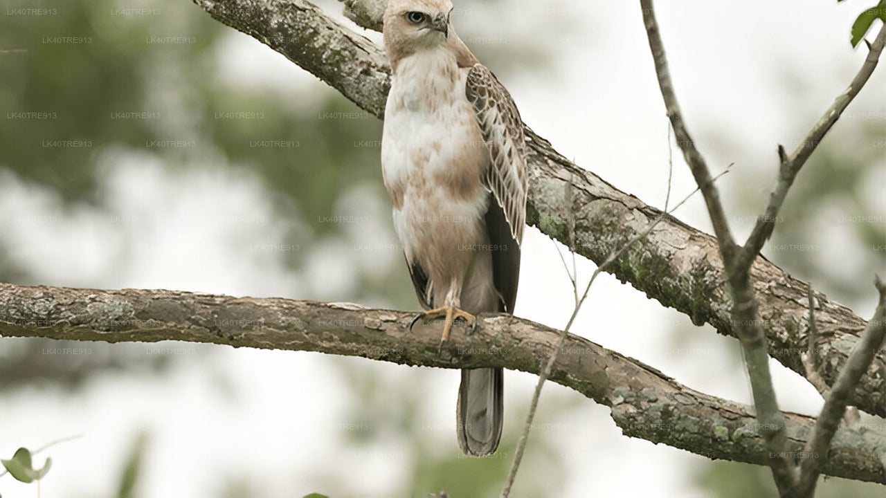 Visite privée de Sigiriya à Kandy avec Wasgamuwa Safari