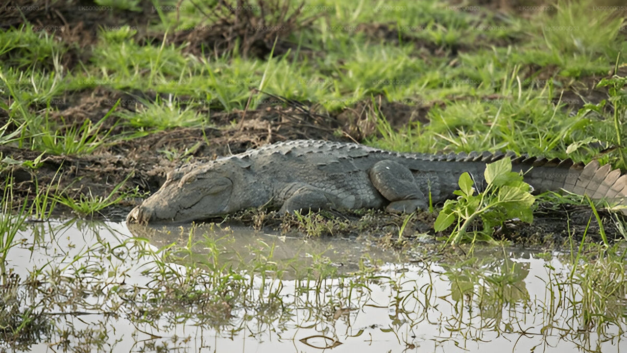 Excursion privée d'Hiriketiya à Ella avec Yala Safari