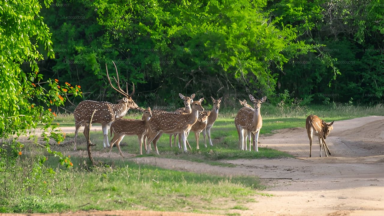 Excursion privée d'Hiriketiya à Ella avec Yala Safari