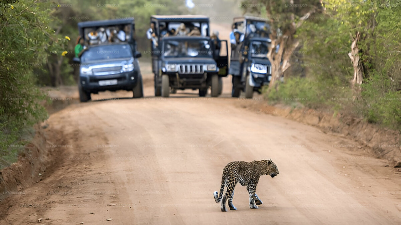 Excursion privée d'Hiriketiya à Ella avec Yala Safari
