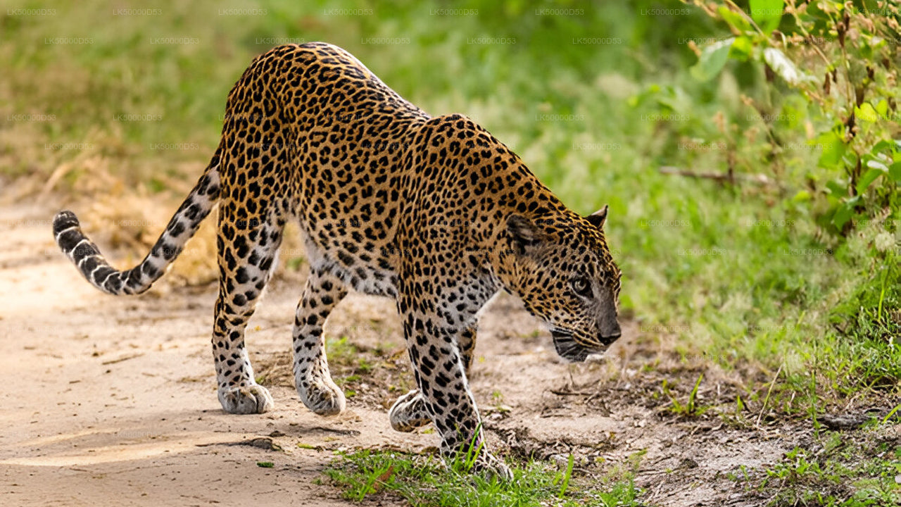 Excursion privée d'Hiriketiya à Ella avec Yala Safari