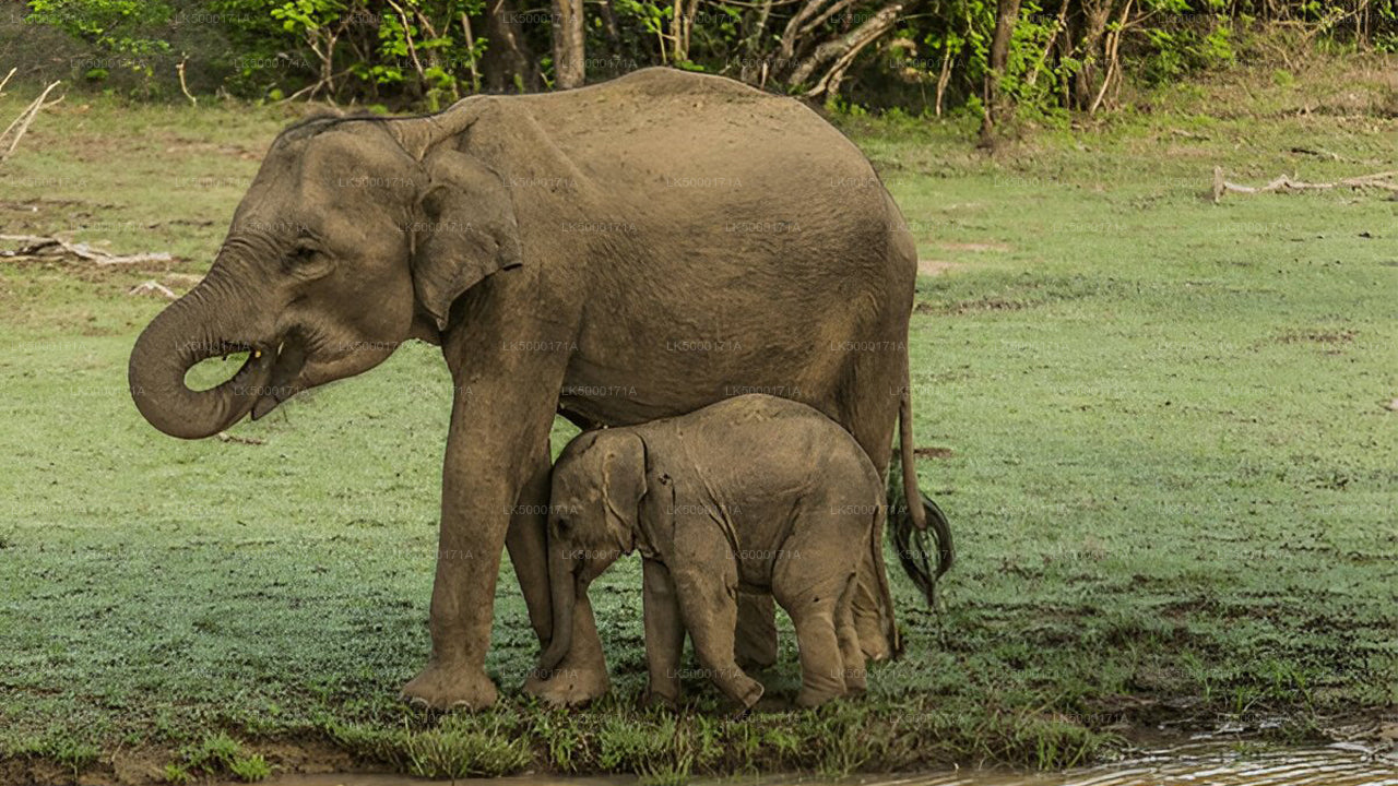 Safari privé dans le parc national d'Udawalawe