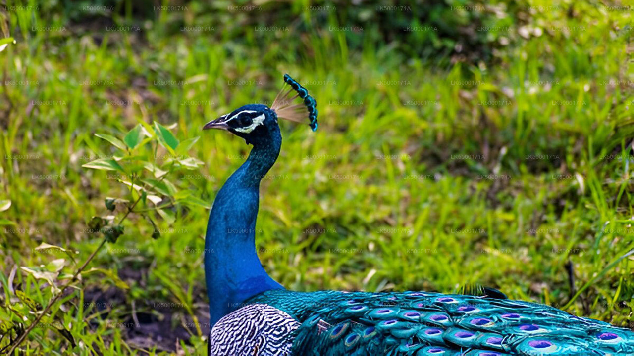 Safari privé dans le parc national d'Udawalawe