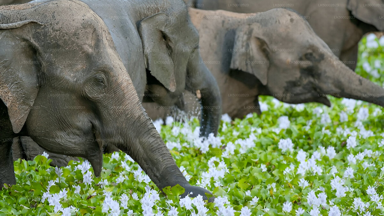 Private Tour from Polonnaruwa to Kandy with Wasgamuwa Safari