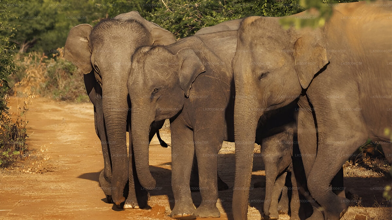 Excursion privée d'Ella à Weligama avec Udawalawe Safari