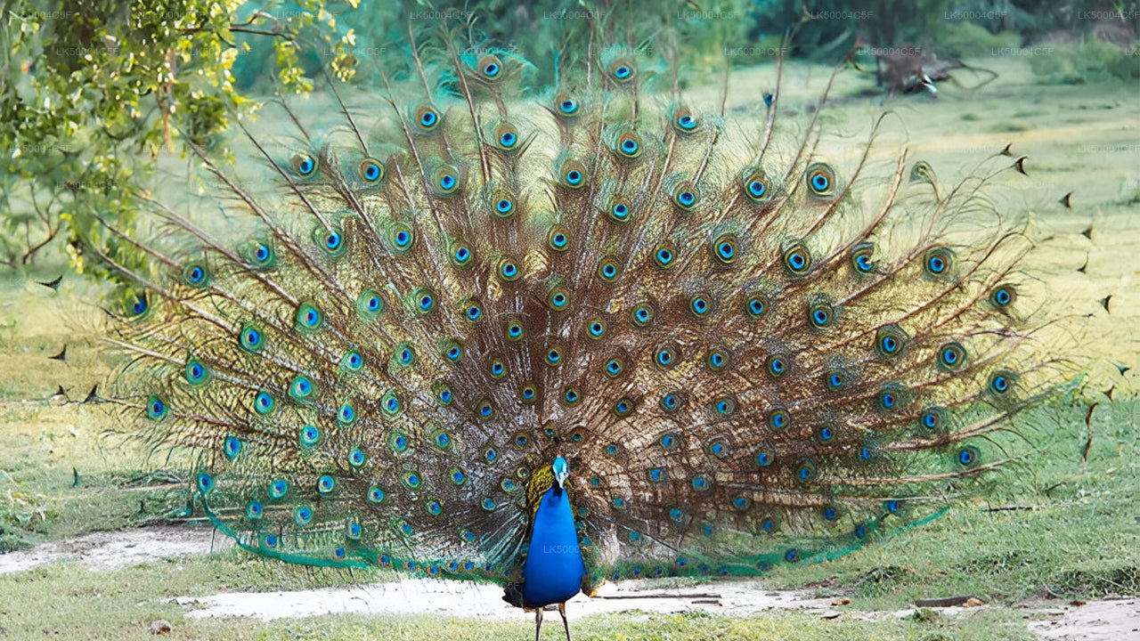 Excursion privée d'Ella à Weligama avec Udawalawe Safari