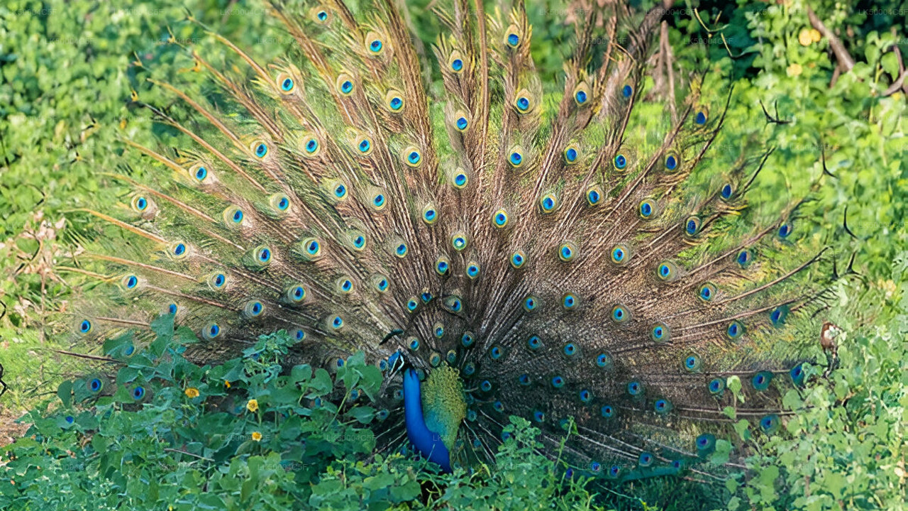 Excursion privée d'Ella à Weligama avec Udawalawe Safari