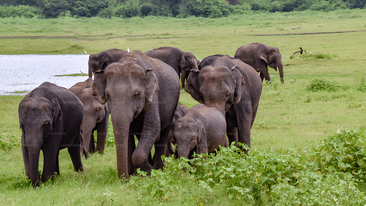 Visite privée de Hiriketiya à Ella avec Udawalawe Safari