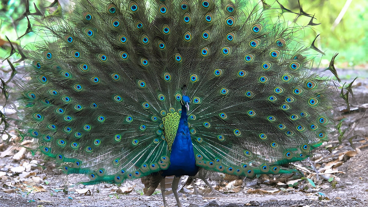 Visite privée de Hiriketiya à Ella avec Udawalawe Safari