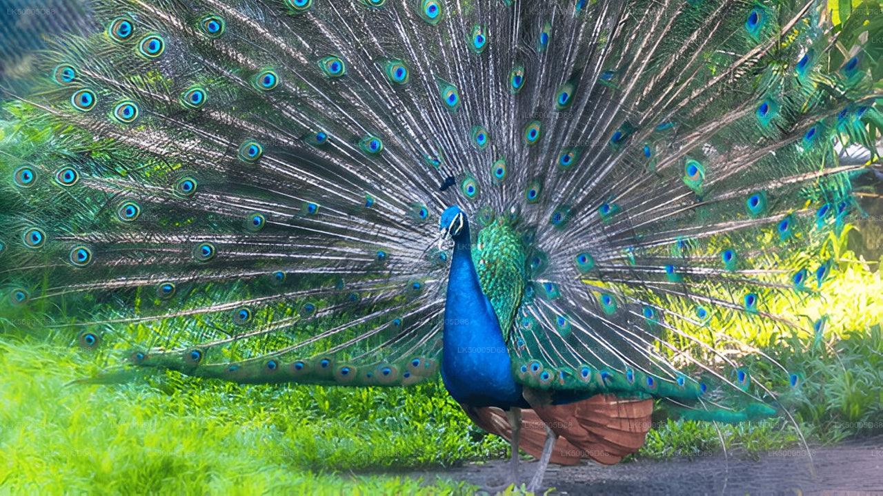 Visite privée de Hiriketiya à Ella avec Udawalawe Safari