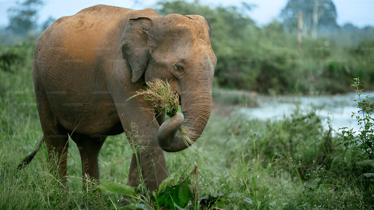 Safari privé dans le parc national d'Udawalawe