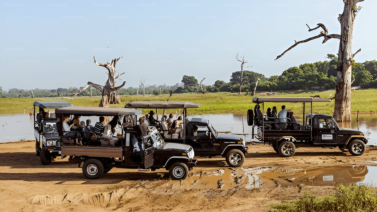 Safari privé dans le parc national d'Udawalawe