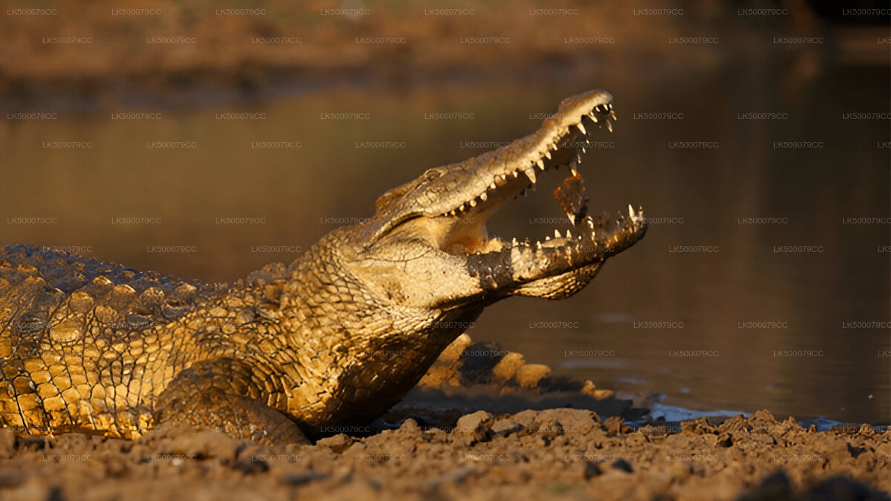 Excursion privée d'Ella à Tangalle avec Yala Safari