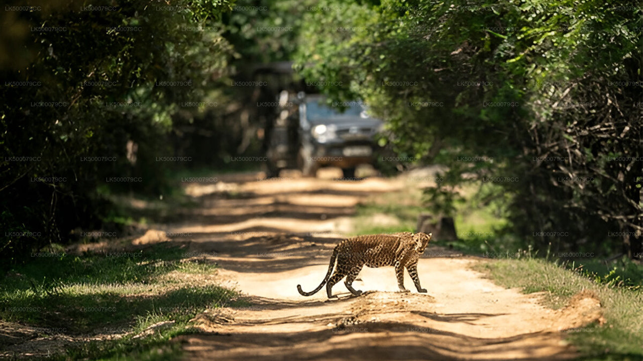 Excursion privée d'Ella à Tangalle avec Yala Safari