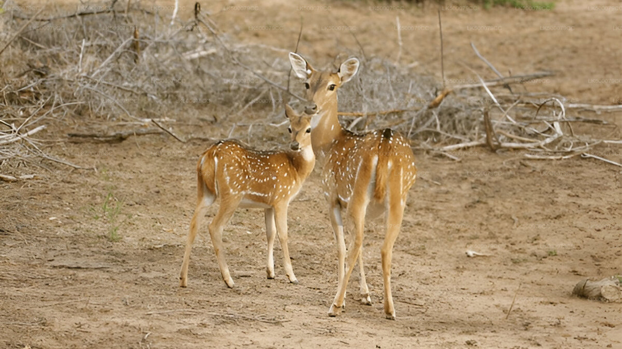 Excursion privée d'Ella à Tangalle avec Yala Safari