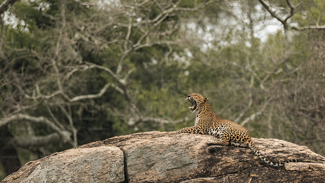Excursion privée d'Ella à Tangalle avec Yala Safari