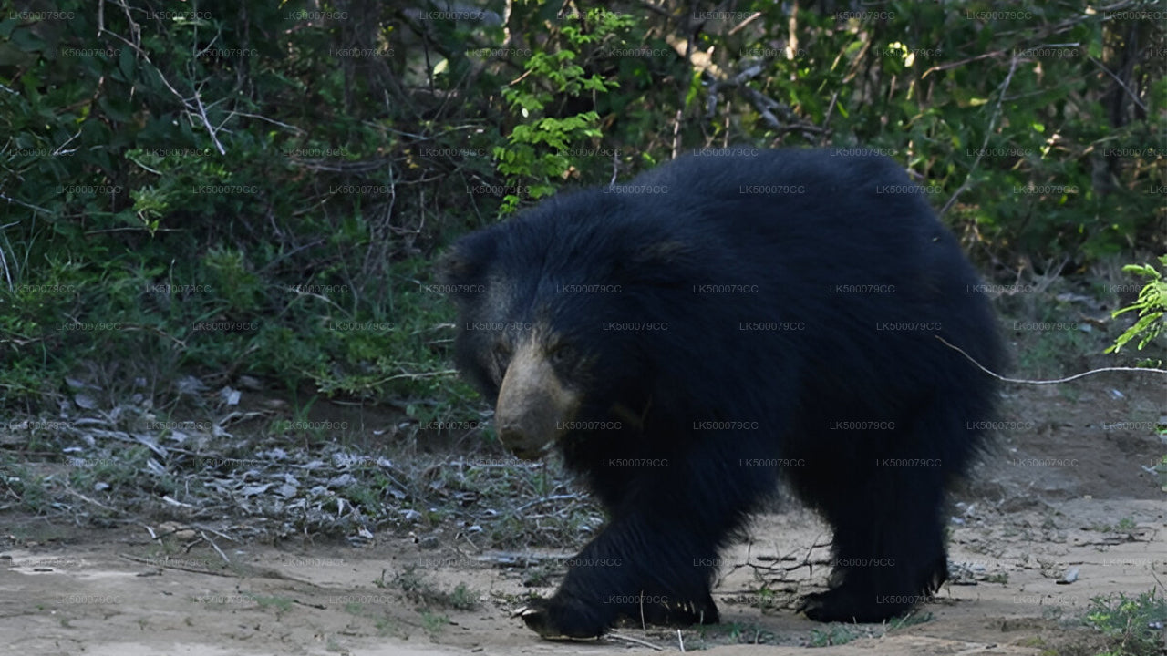 Excursion privée d'Ella à Tangalle avec Yala Safari