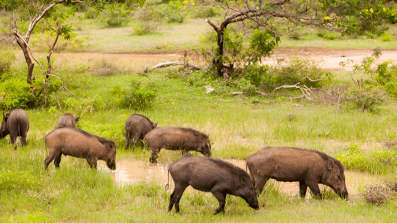 Private Tour from Mirissa to Ella with Yala Safari