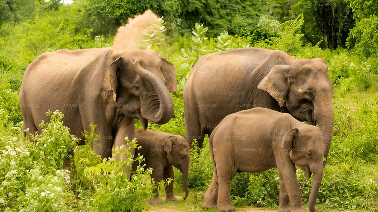 Private Tour from Ella to Galle with Udawalawe Safari