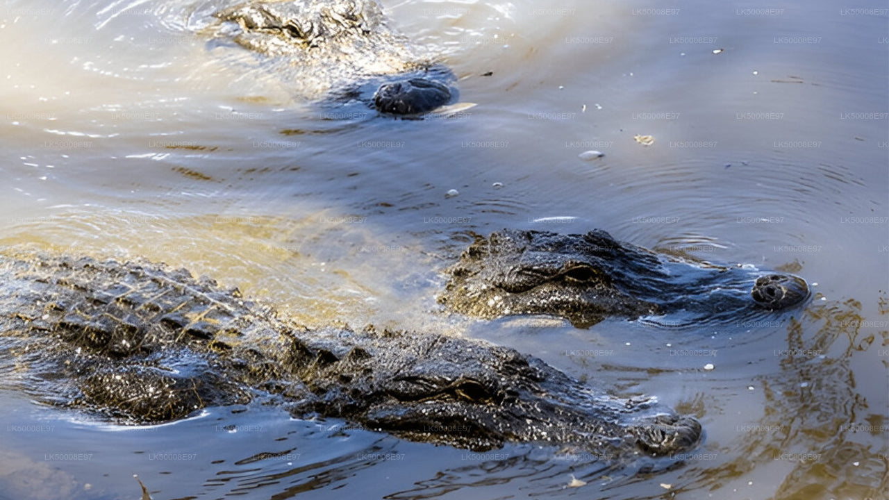 Safari dans le parc national d'Udawalawe au départ de Mirissa