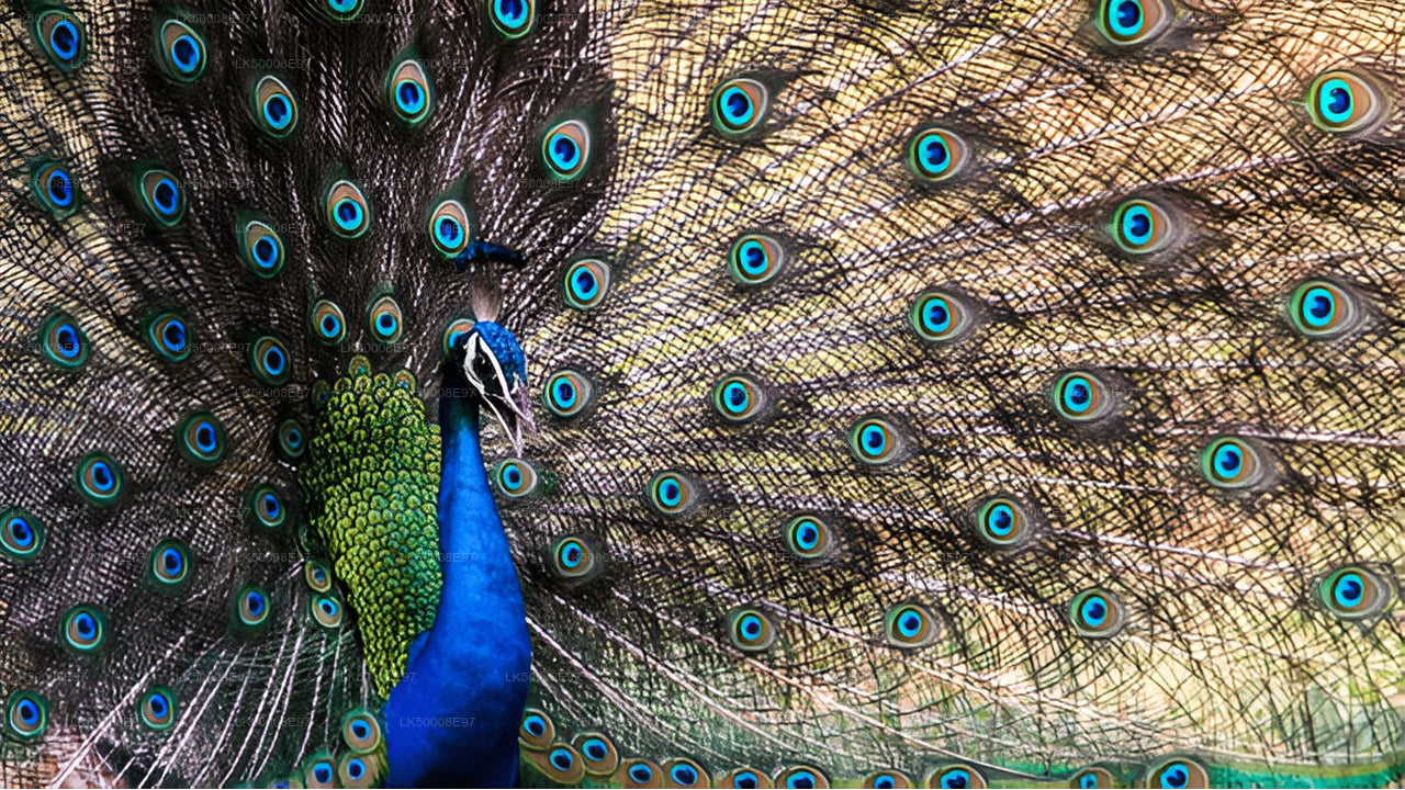 Safari dans le parc national d'Udawalawe au départ de Mirissa