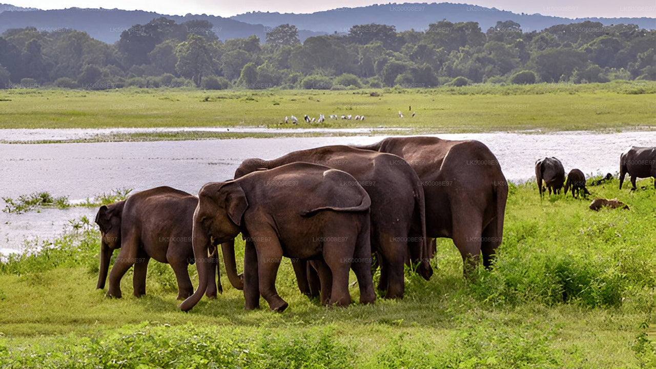 Safari dans le parc national d'Udawalawe au départ de Mirissa