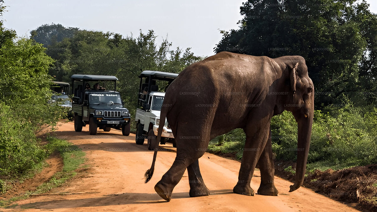 Safari dans le parc national d'Udawalawe au départ de Mirissa