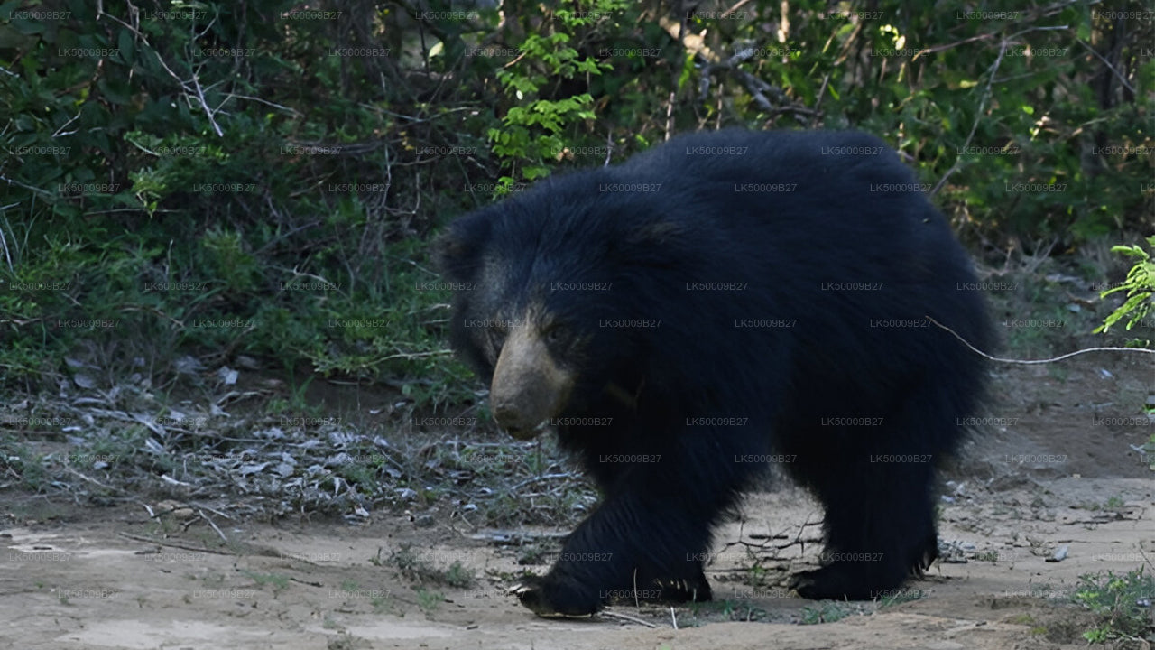 Visite privée de Weligama à Ella avec Yala Safari