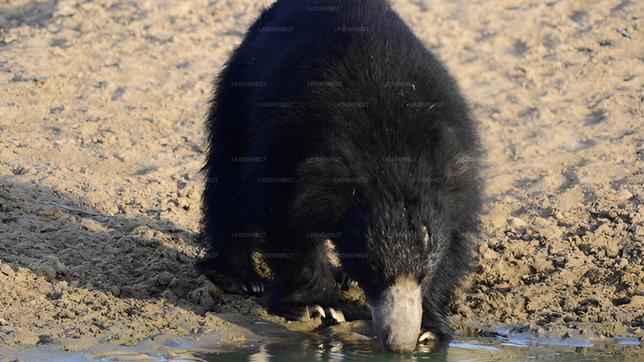 Visite privée de Weligama à Ella avec Yala Safari