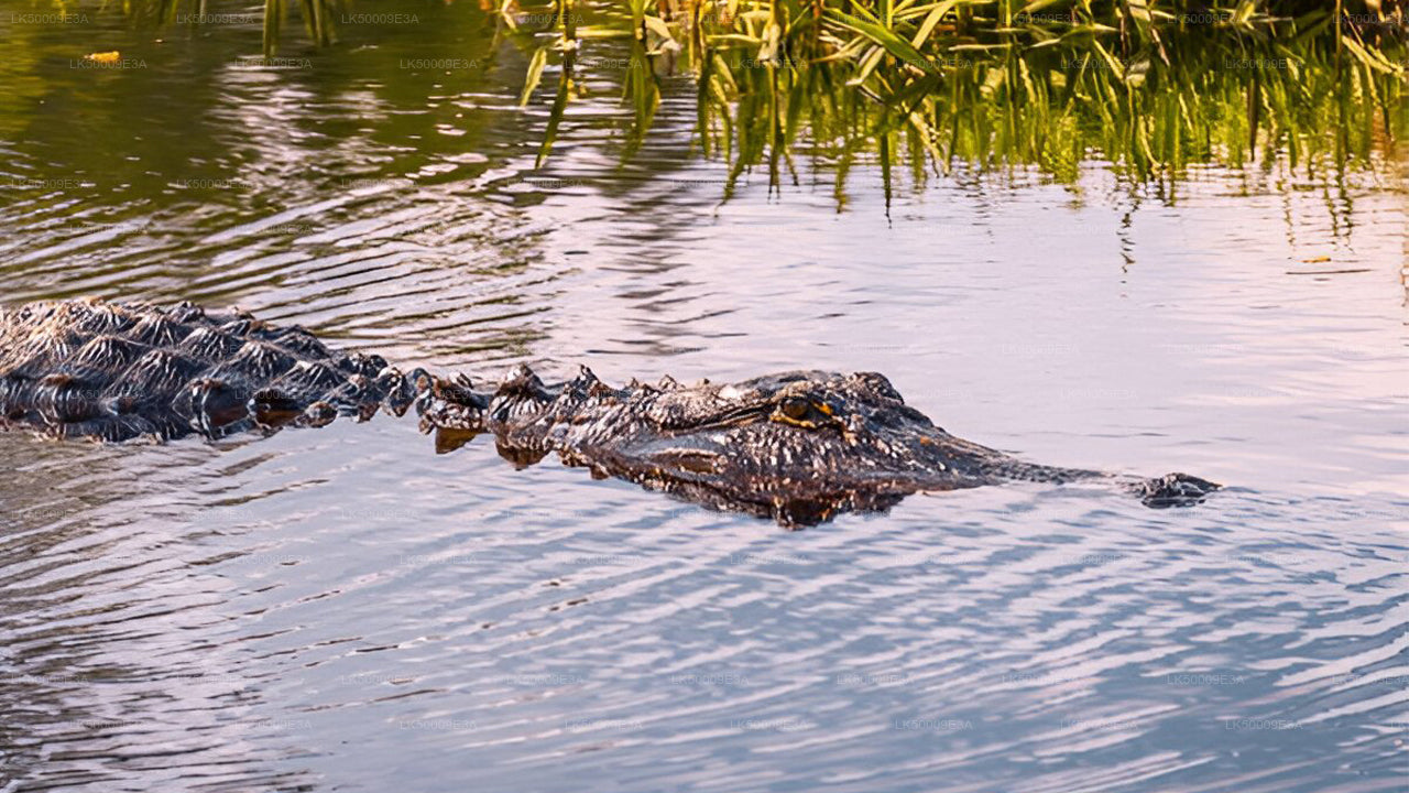 Billet d'entrée au parc national d'Udawalawe