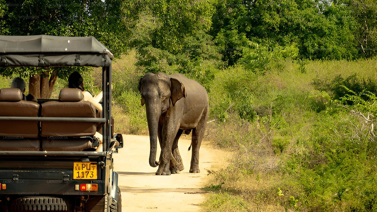 Billet d'entrée au parc national d'Udawalawe