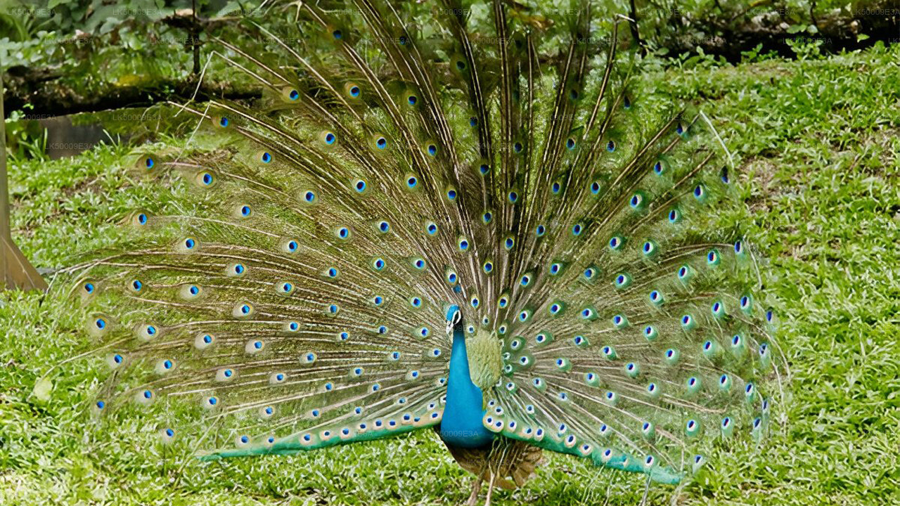 Billet d'entrée au parc national d'Udawalawe